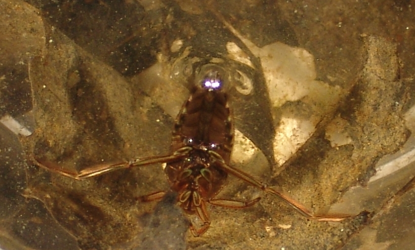 Backswimmer (Notonectidae sp.) Backswimmer (Notonectidae sp.) Credit: Betsy Leppo